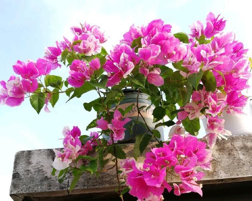 花草枝叶爱泛黄,多半是因为土壤里缺了它,浇点醋水就好