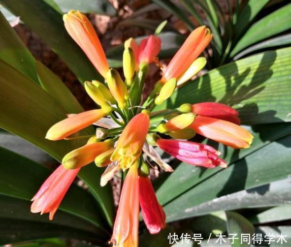 君子兰生长不佳，就喂一些“醋”，根系更壮硕，花朵更艳了