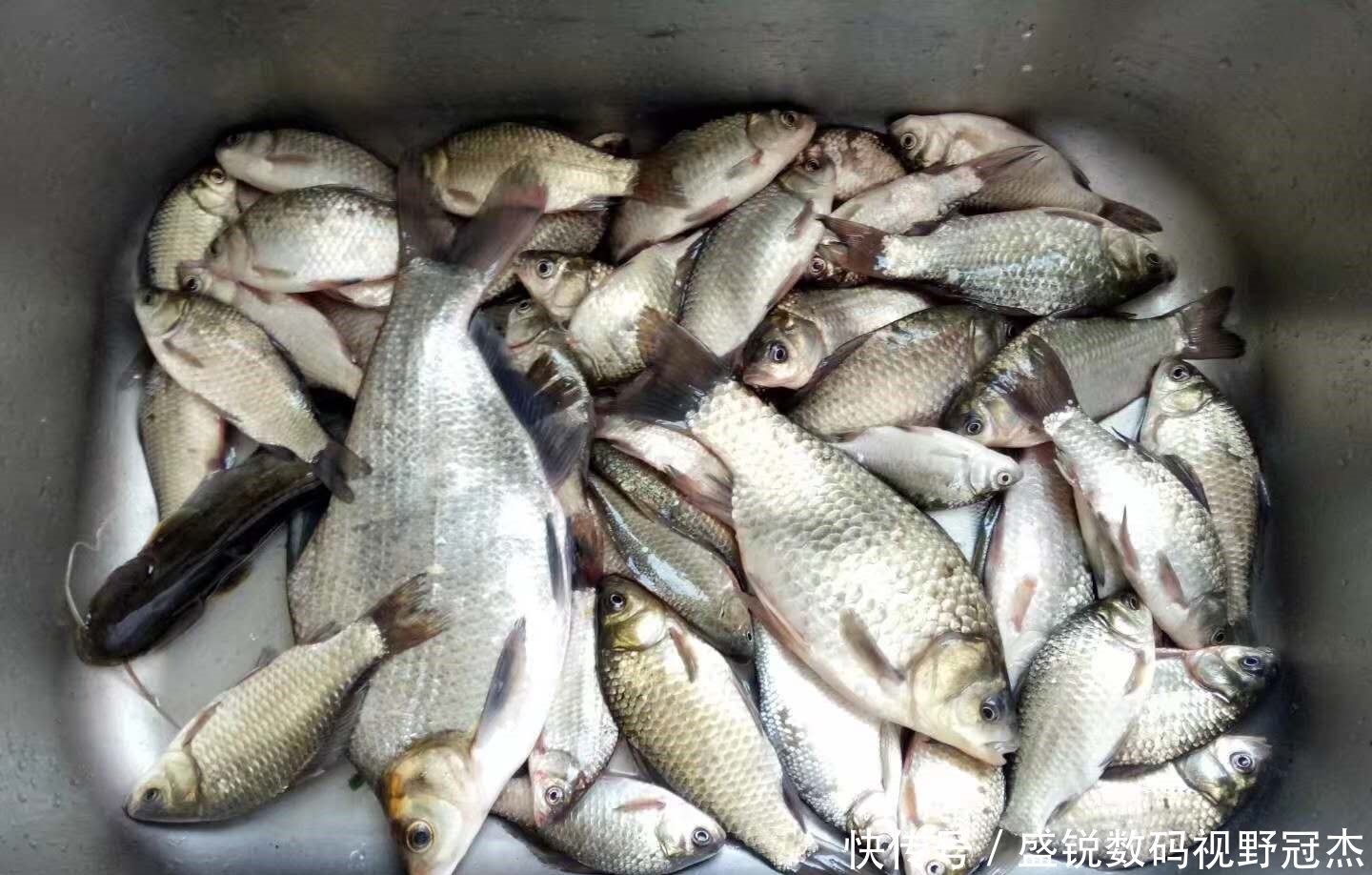 夏天|夏天炎热鱼儿会去哪儿?不同种类鱼聚集地不同,草鲤鲫鳊加鲢鳙