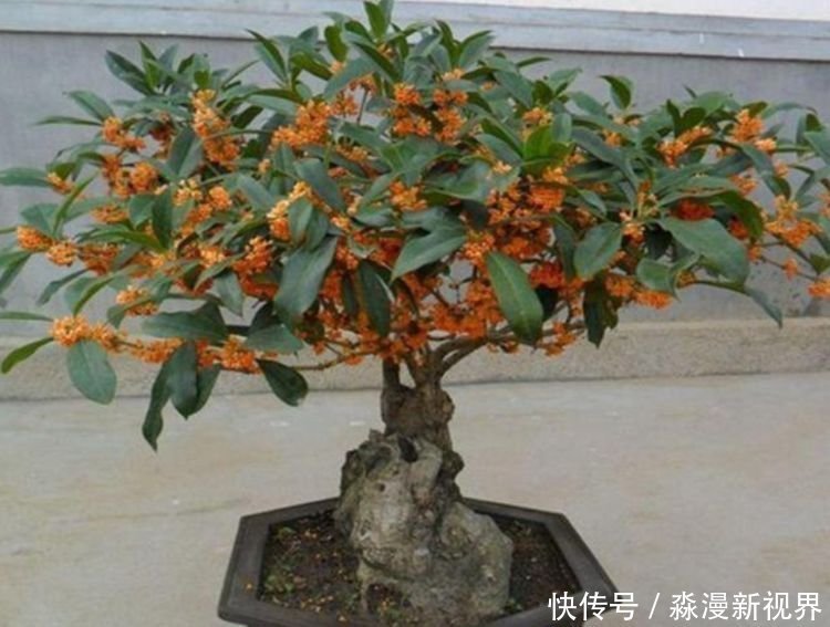 人养花,花也养人,家养3种花,漂亮还净化空气,烂漫迷人眼