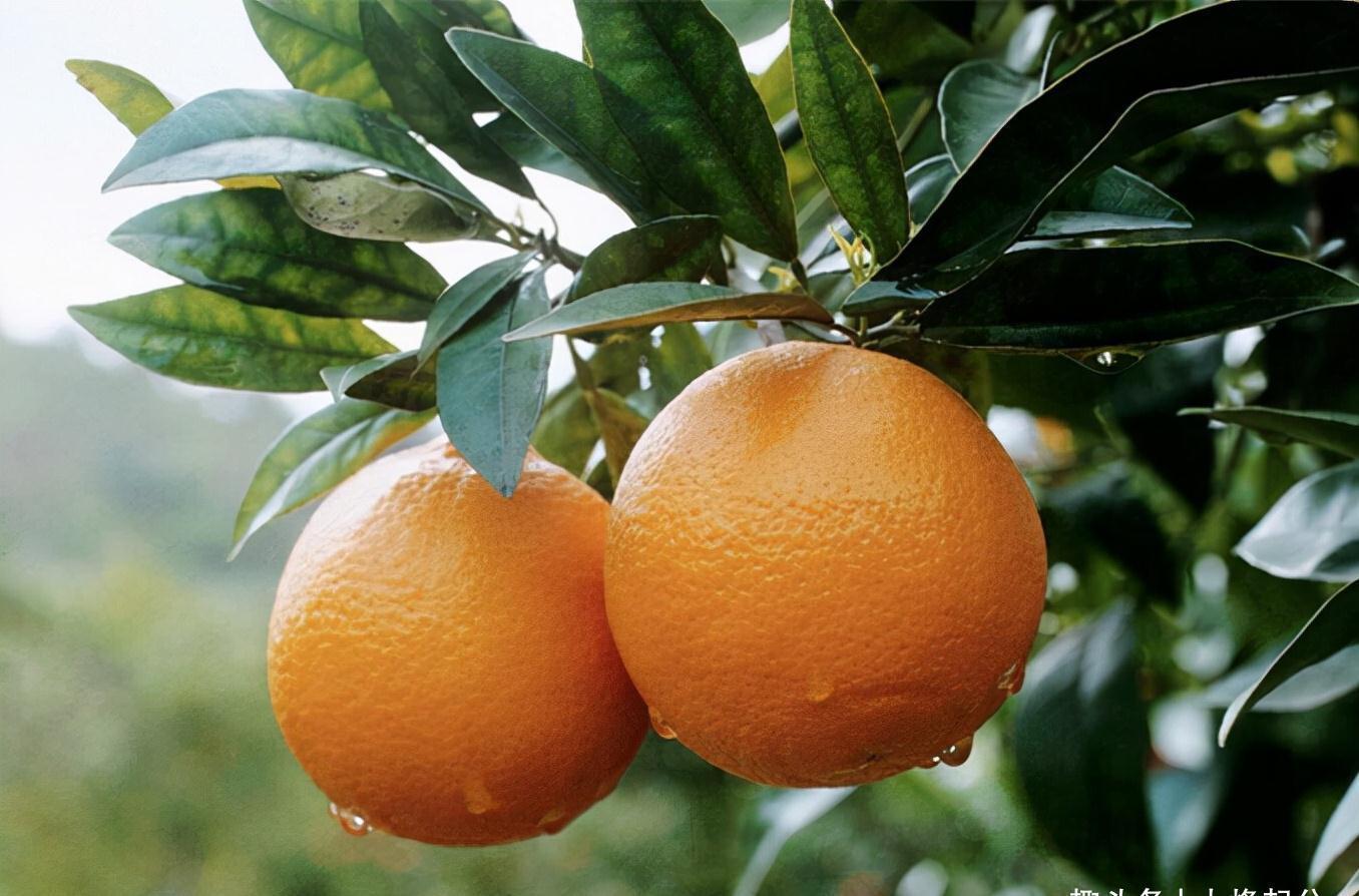 砂糖橘|冬季,有6种“时令水果”放开吃,应季新鲜维C多,走俏市场正便宜