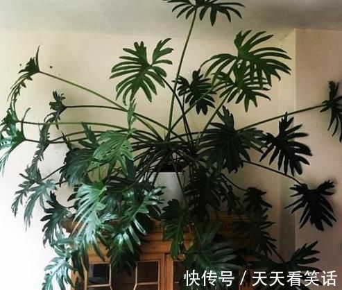 金钱树|家养“4种花”，增福、旺财长势好，放在客厅空气清新，家中必备