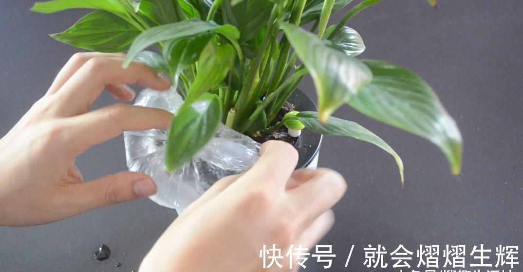 花盆上放一个塑料袋, 没想到还有这个妙用, 看完这招你会感谢我的
