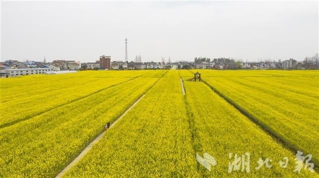 蔡甸消泗乡万余亩油菜花盛开（组图）