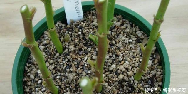 枝条|至今还有人“炒作”土豆扦插月季,实操后发现,土豆长得真不错