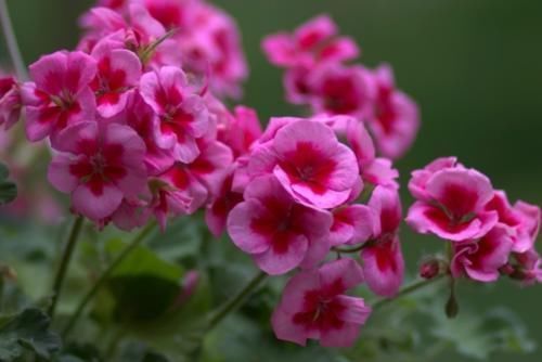 白月影|喜欢在家养护花卉,就养枝繁叶茂,花量大,爆盆简单的花卉