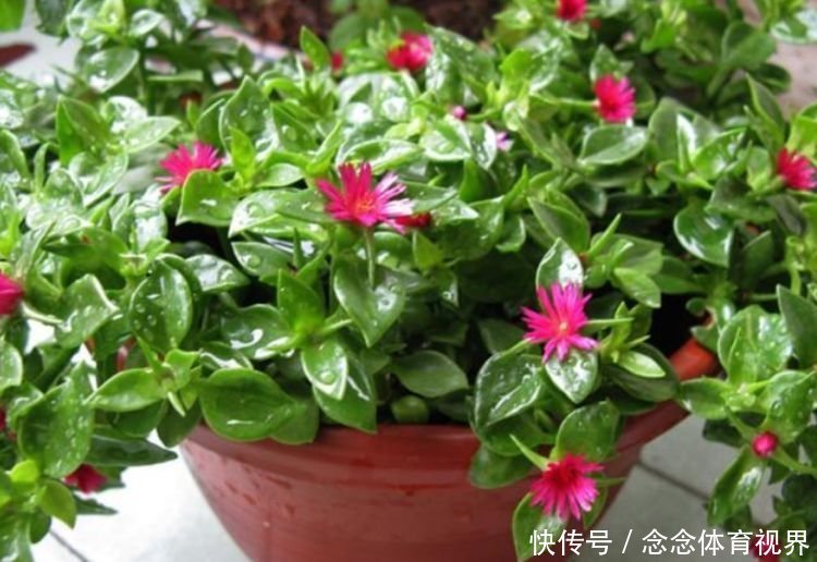 风信子|4种花好养易活，旺财又养人，好养漂亮，一开就是300多天