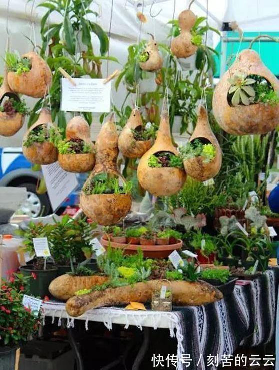 茶叶罐$牛x玩法! 这种葫芦的一定不能错过, 老玩家都在玩!