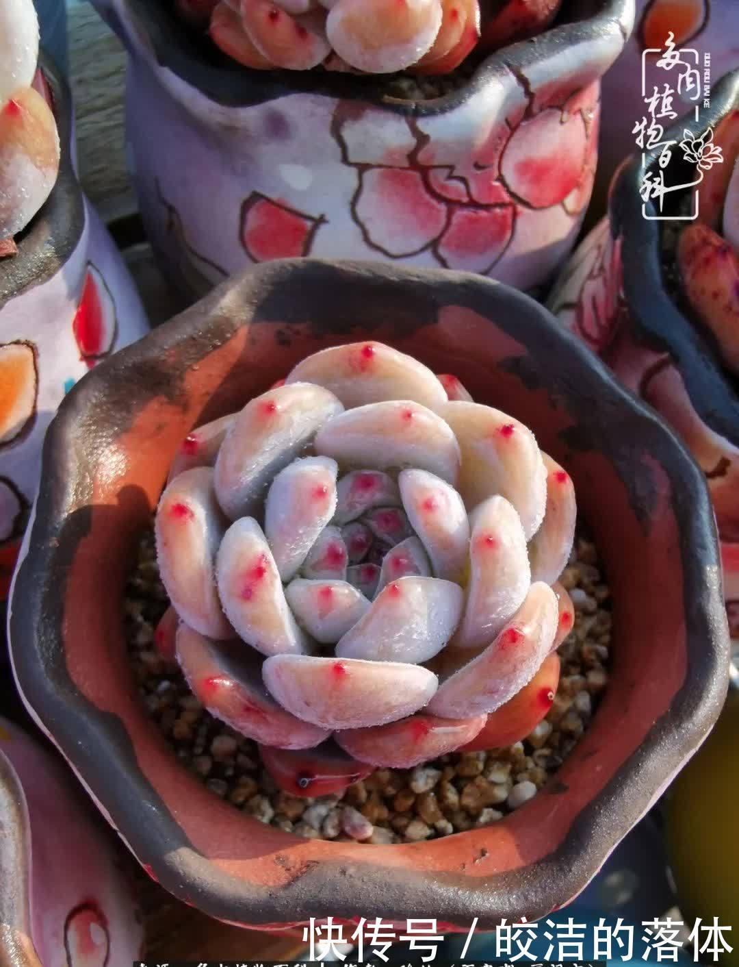 百度|我与多肉那些不得不说的故事!