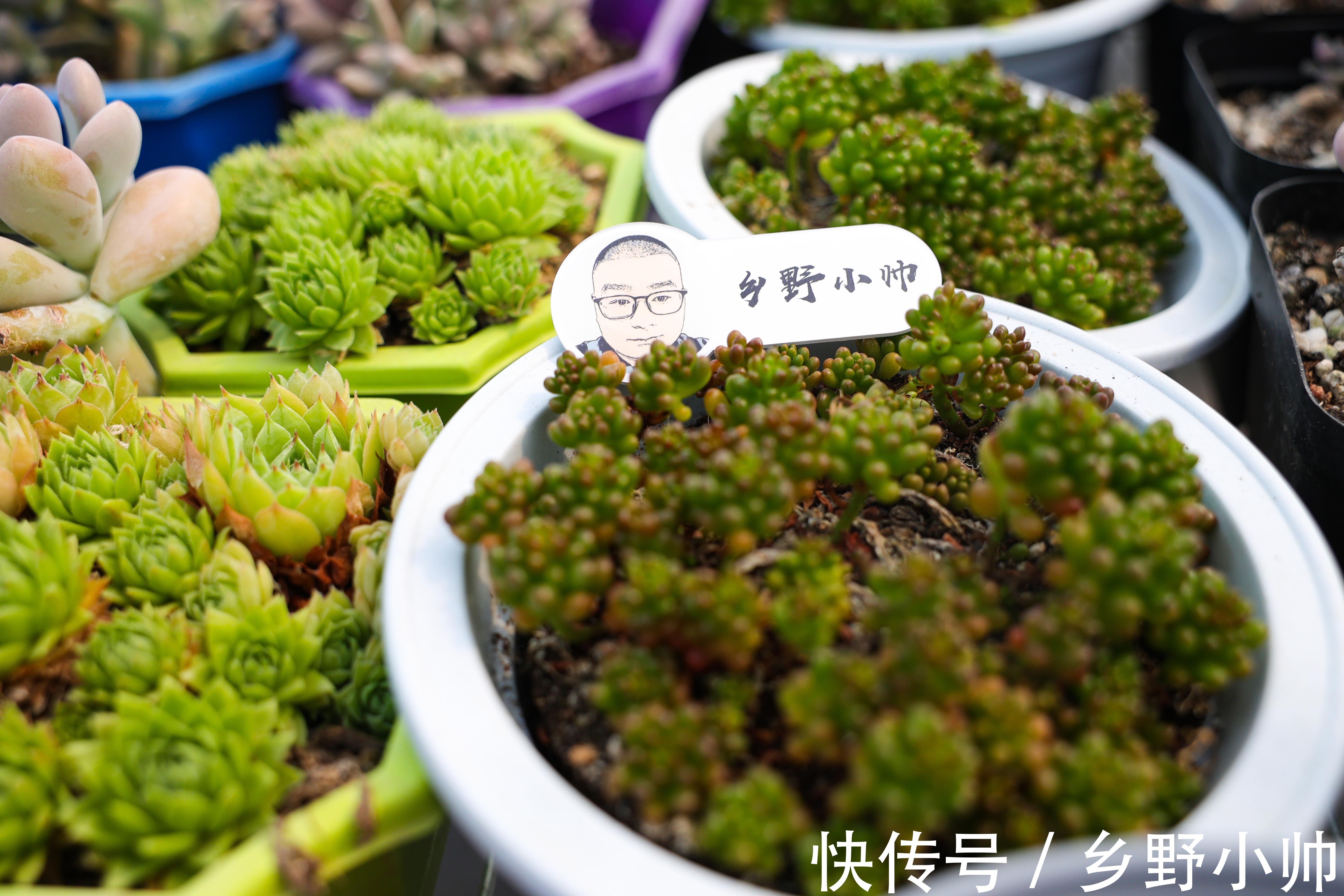 浇水|夏季上盆的多肉怎么浇水，夏季给多肉浇水应该注意什么，浇水篇