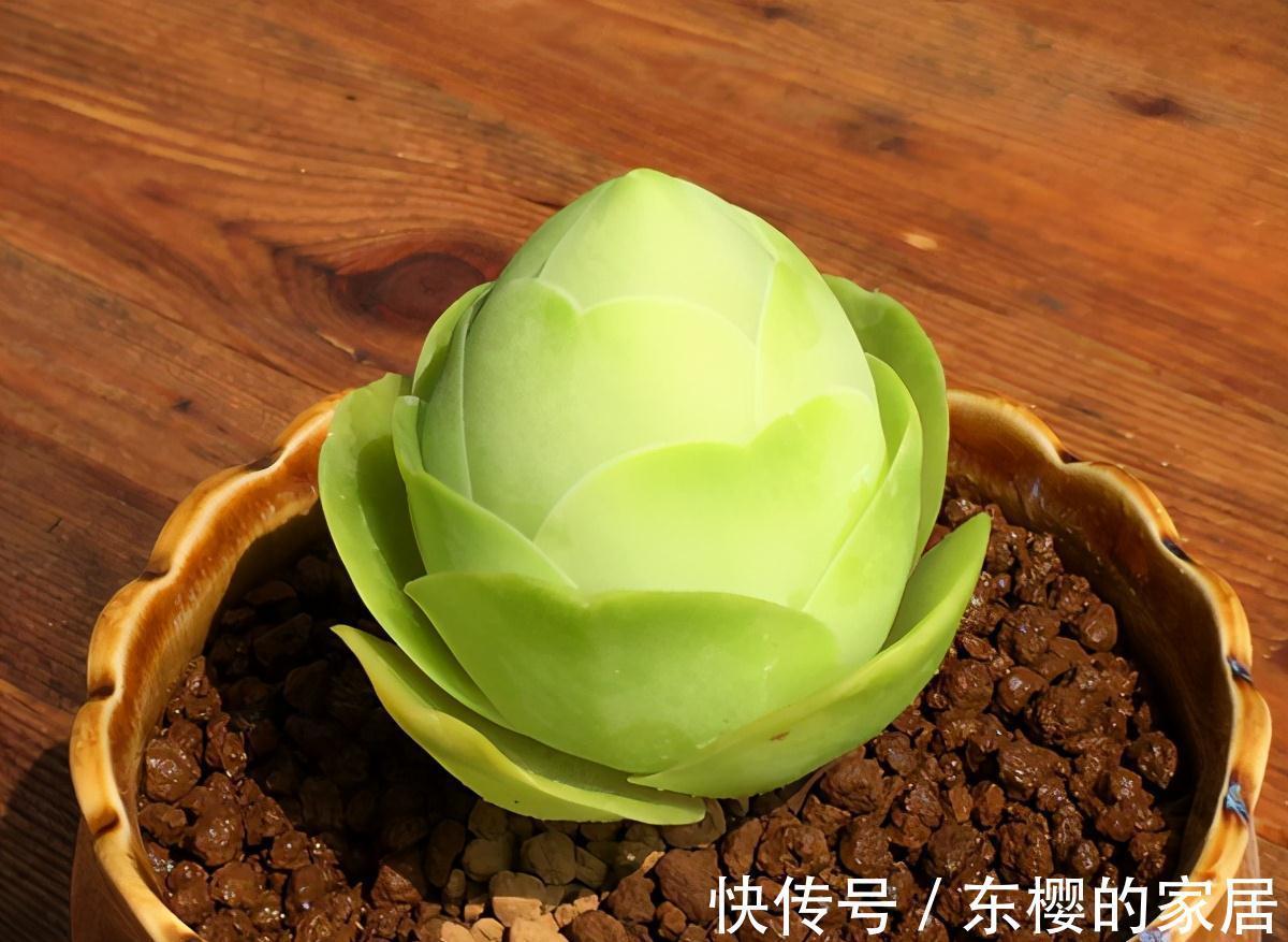 夏天|张大哥养肉10多年，总结出4个“耐热品种”，肉迷都喜欢