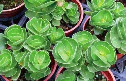 多肉植物|多肉,懒人花友的“心头好”,上班族的“小萌宠”,好看又好养