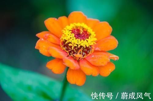 耧斗菜|3种花很好养，花大色艳花期长，懒人也能养爆盆，越养越上瘾