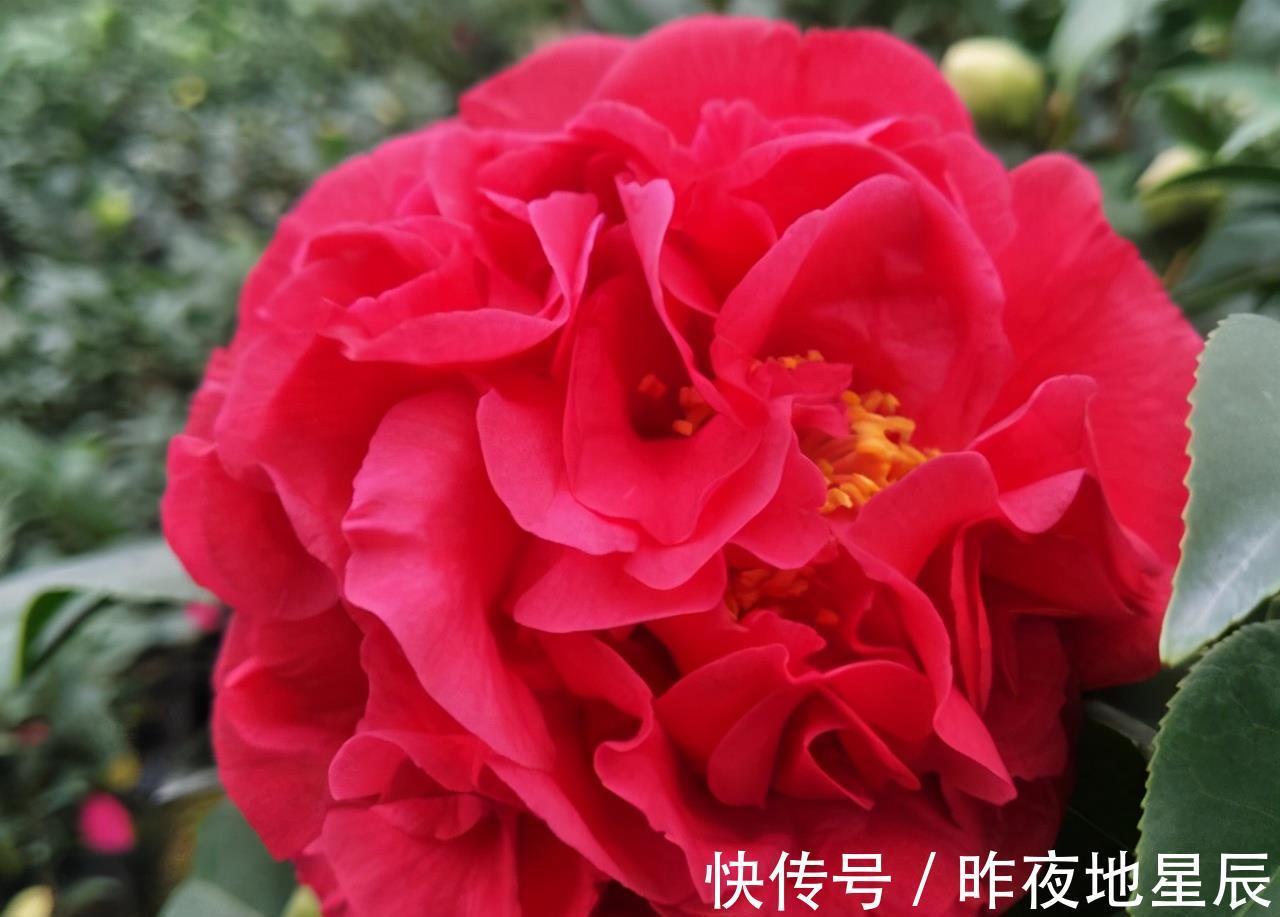 院子|院子有空地，养一盆茶花吧，此花一开就是小半年，花大如“脸盆”
