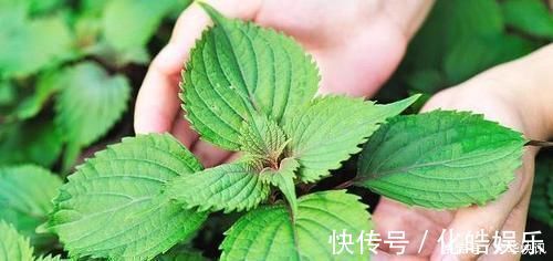 百香果|长话短说失眠的“终极克星”找到了，既不是酸枣仁，也不是香蕉