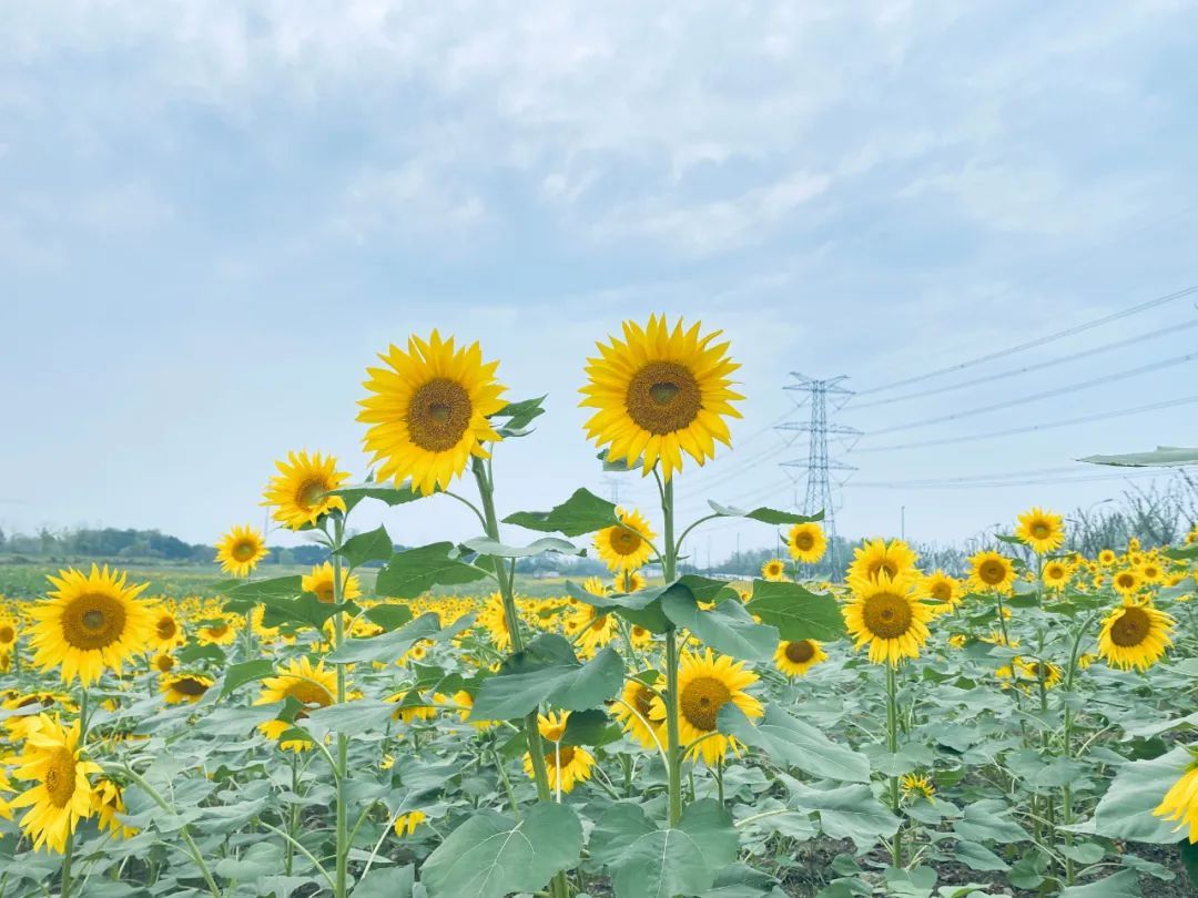 钱江经济开发区|太美了！余杭这片花海正值花期，免费开放！