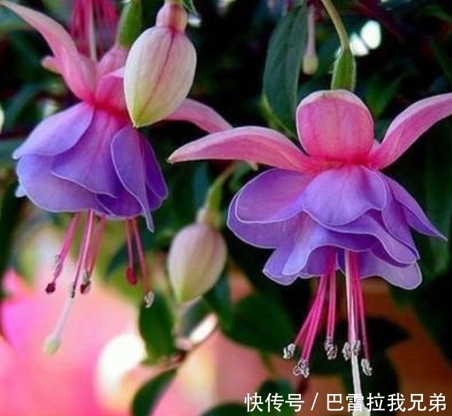 几款花卉,花大色艳胜玫瑰,花朵烂漫迷人,太美了