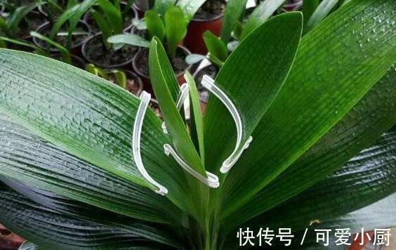 花友们|君子兰不会养,学会5招小技巧,叶片肥厚,开花一茬又一茬