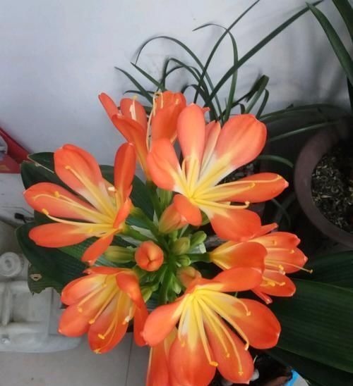 君子兰有个“酒肚子”，30天灌一次，叶子宽又绿，开花碗口大