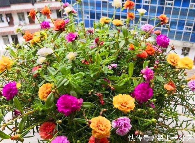 想让太阳花开爆盆,4月做好3个准备,一年花开200天