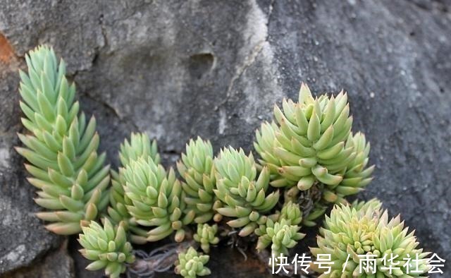 新手值得养棵千佛手,夏季不休眠,2年养成多肉吊兰