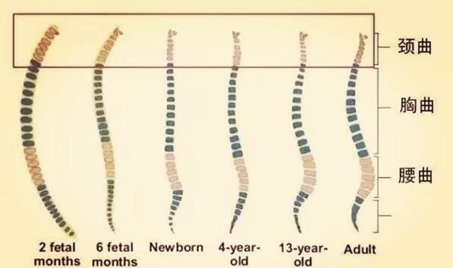 脊椎|从小睡枕头的孩子,和从不睡枕头的娃,长大有啥差异?父母要知晓