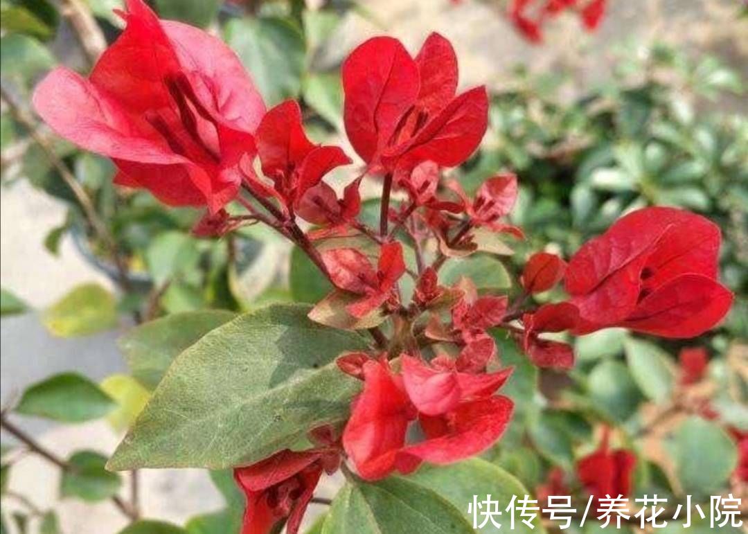 凉爽|9月天气凉爽，3种花再修剪一次，会开花更多