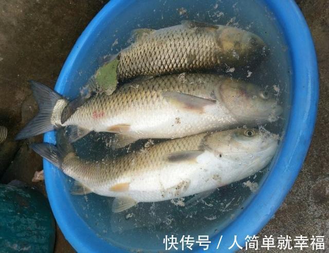 钓鱼人|这东西常被用来喂猪,却是钓草鱼的“神饵”,在某些水域有奇效