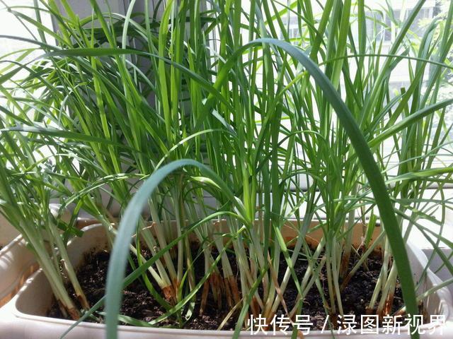 采收|盆栽韭菜怎么养土里加点“料”，叶子宽又绿，采收一茬又一茬