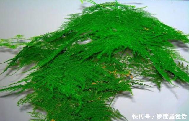 爆盆|文竹养护“小窍门”,几个细节做到位,叶子不黄不干,油绿爆盆