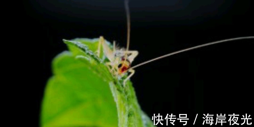 露叶#野渡征联78期:天上乌篷耕绿水,征诗征对,并优秀作品41副选登