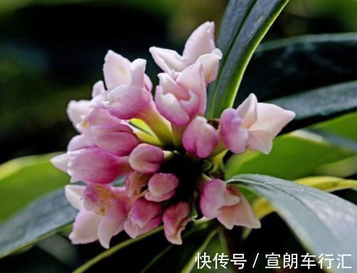 喜欢月季,不如养“高端品种”永远的莫斯科,色泽鲜艳,美艳高贵