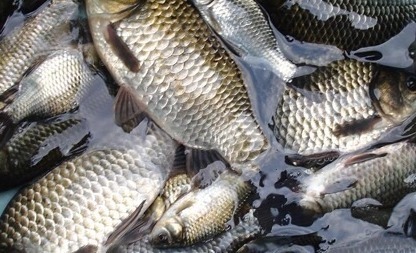 补钙|想长寿要会吃,多食4种食物,刮油消脂,补钙明目,防止皱纹早生
