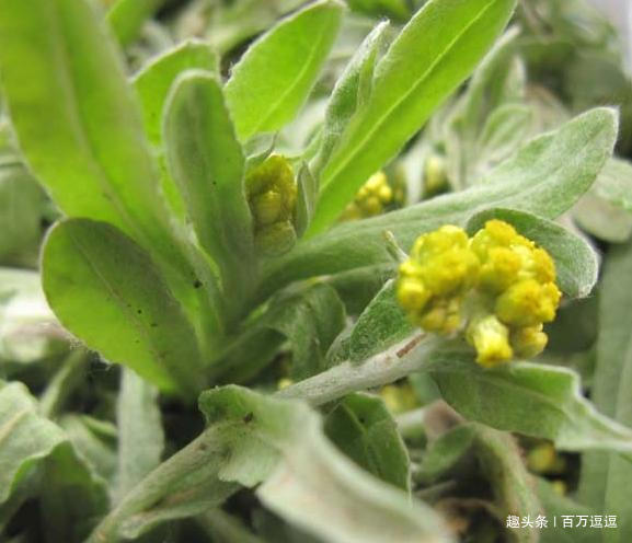 野草|让农民痛哭的野草,竟然可以降血糖!你听说过吗!