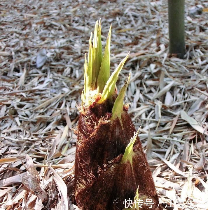 野花野草|它被称为“人参菜”,排毒素降血压,保护肝脏,正当季人人吃得起