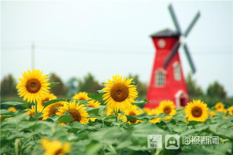 亚油酸|田园风景美如画 莱州朱旺村百亩油葵花海引客来