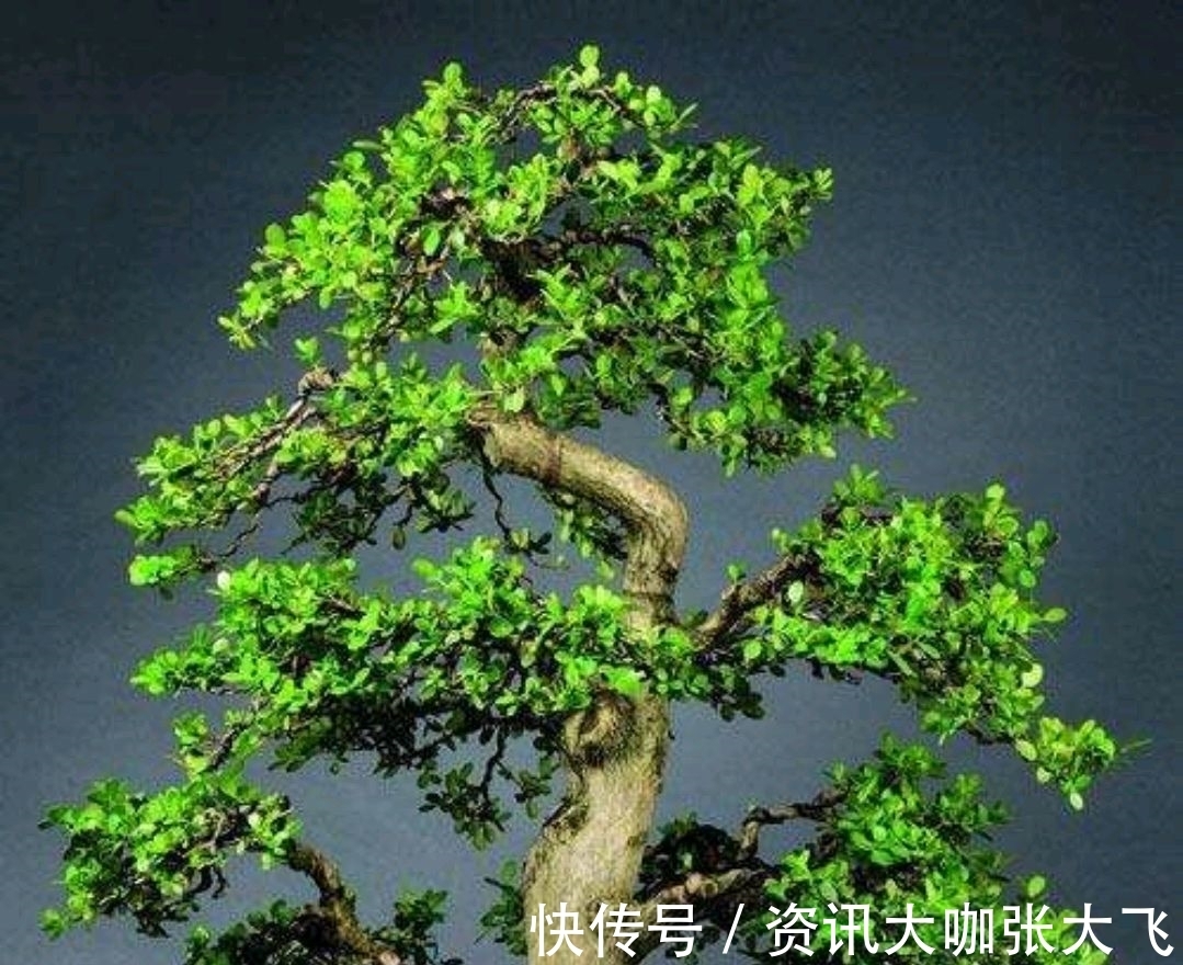 叶片|珍珠黄杨产在哪里?为何受人青睐?怎样养护?