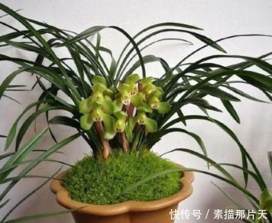 啤酒肥|家中有“它们”不要扔，将它们一处理，养花再不缺化肥、花土了