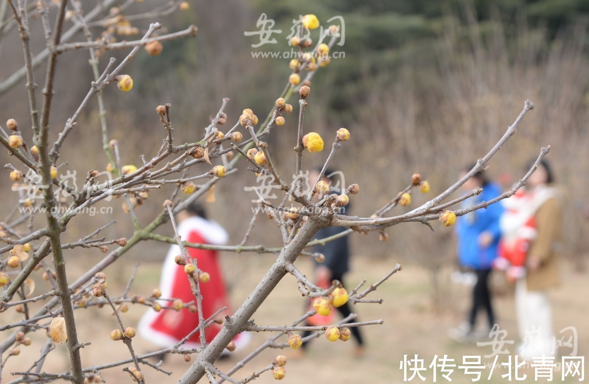 梅园|淮南梅园梅花绽放 市民前往游玩（组图）