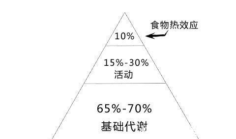 体重|基础代谢率、BMI、体脂肪率、肌肉量、体水分率，这些都是什么？