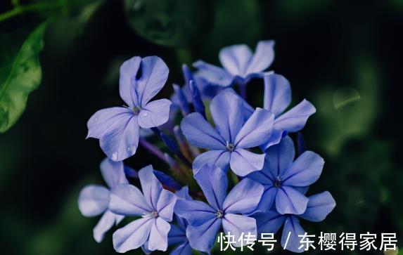 就算不小心枯了,也要重新养一盆的6种花,因为实在太优秀