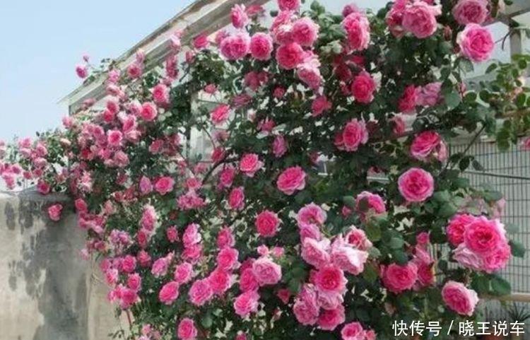 “4种花”漂亮又好养,一次开花100朵,天上人间,美到极致!