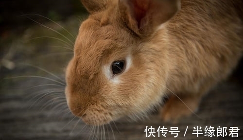 贵人|大金兔，6月底迎接转运，你的贵人来支持，走向顺流人生