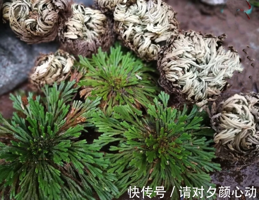 9种养不死的花,绿萝只能排最后,再养不活就剁手吧