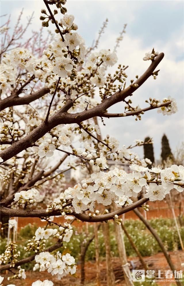 3月昆明，宜“春光乍泄”