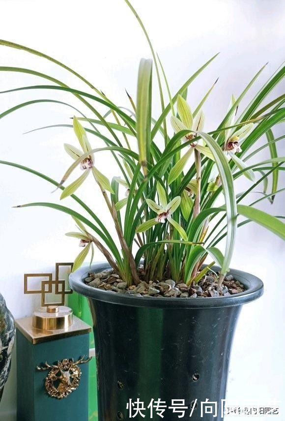兰花也能提盆吗?配好植料,兰花根系疯长,轻松搭配提盆状态