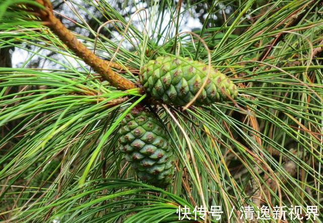 山上捡个“松果”养盆里,没几天就发芽,放在书房意境足!