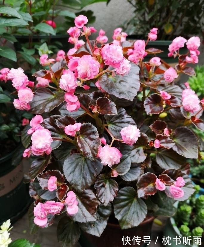 封闭阳台养啥花?这款很不错,花叶俱美,打理简单,冬天也有花看