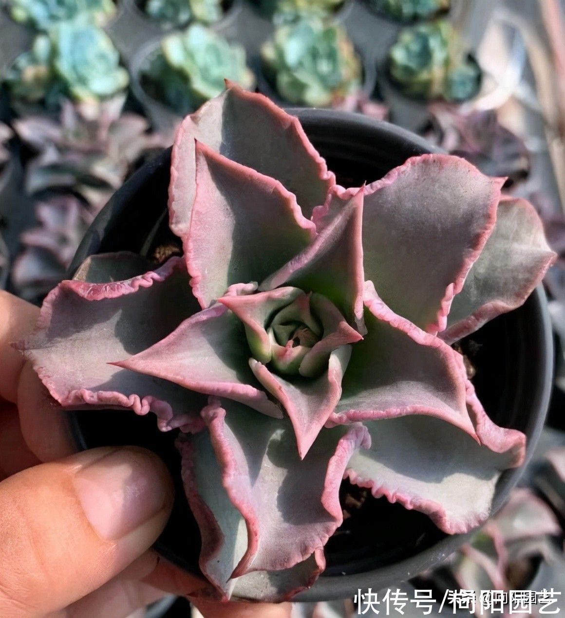 多肉浇水有技巧，加上这3样“粉末”，不烂根，没虫子，长得快