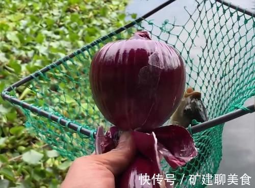 洋葱，饵料界的新宠，用此物开饵，冬天钓鱼不愁鱼不进窝